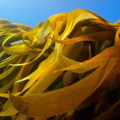 Seaweed farming initiative launched in India