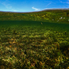 Shrinking sea meadows store more carbon than forests. Scientists are racing to track what’s left