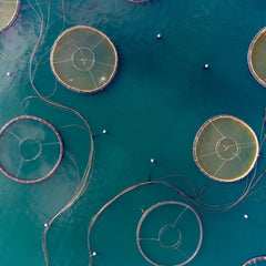 Circular aquaculture: a fresh approach to farming