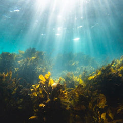 Seaweed: The food and fuel of the future?
