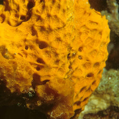 As oceans warm, Zanzibar's women sea farmers grow sponges to stay afloat