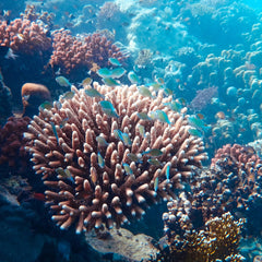 Carbon trading solutions for declining coral reef management tested with game theory