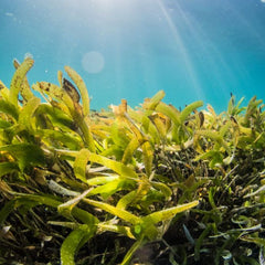 How A NOAA Partnership Helped Create A Seaweed Dream Team