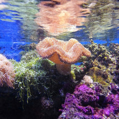Launch of the first impact loan facility for coral reef conservation