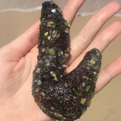 Researchers eye sea cucumbers as potential fish farming impact solution in Europe