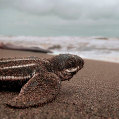 Scientists warn ocean-based climate fixes lack rules and oversight