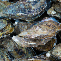 11 Million New Oysters in New York Harbor (but None for You to Eat)