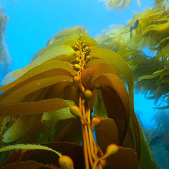 New study confirms seaweed and mussel farms improve biodiversity and abundance of marine life