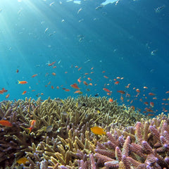 The secret to healthy coral? People and business working together
