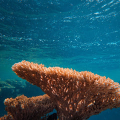 Restoring coral reefs through regenerative tourism