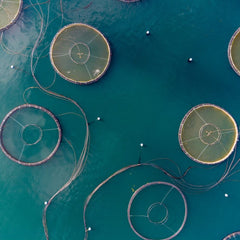Ocean 14 Capital to invest in 20 to 25 aquaculture, fishing firms committed to UN SDGs