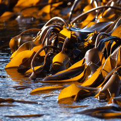 Federal grant could help to quadruple US seaweed aquaculture volumes