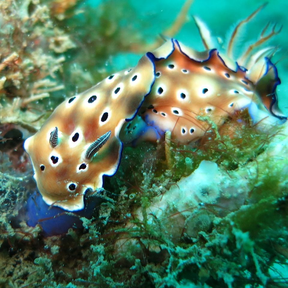 A global overview of restorative shellfish mariculture – Investable Oceans