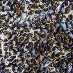 Global Study Sheds Light on the Valuable Benefits of Shellfish and Seaweed Aquaculture