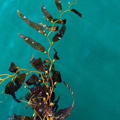 Monitoring the Collapse of Kelp Forests