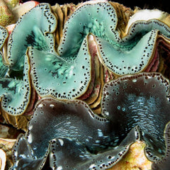 Is it time to begin rewilding the seas?