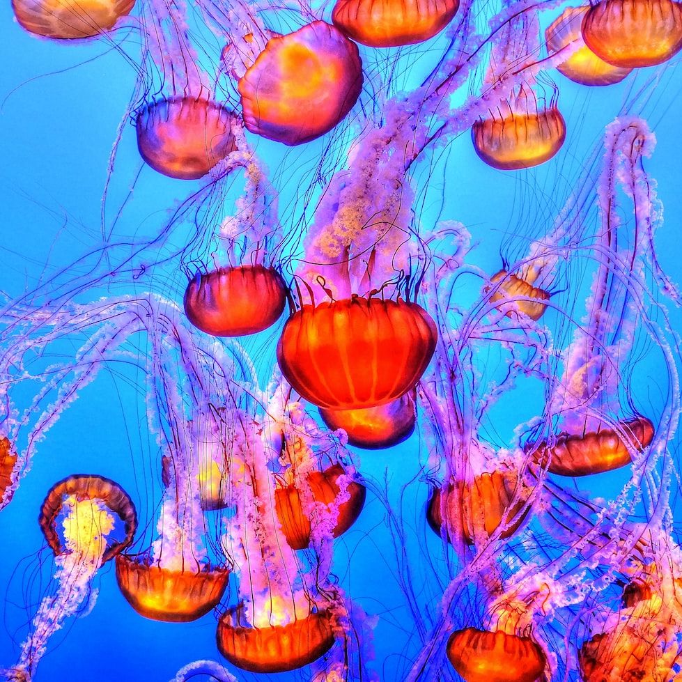 What s The Score On SDG14 At Half Time Investable Oceans what-s-the-score-on-sdg14-at-half-time-investable-oceans