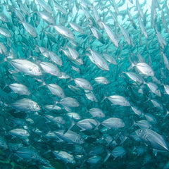 Expanding ocean food production under climate change