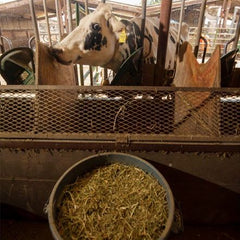 Key Considerations for the Use of Seaweed to Reduce Enteric Methane Emissions From Cattle