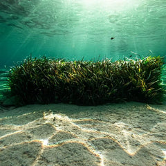 Startup Raises $1 Million to Sink Seaweed