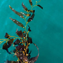 Blue Growth Potential to Mitigate Climate Change through Seaweed Offsetting