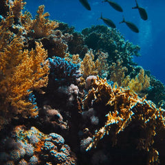 Ocean warming threatens coral reefs and soon could make it harder to restore them