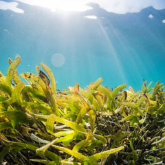 Growing Seaweed Fights Climate Change and Provides Food, Fertilizer and Fuel