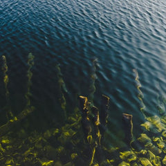 Seaweed Is Having Its Moment in the Sun