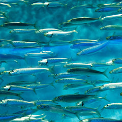 Emerging Protein-Rich Ingredients For Aquaculture Report 2024