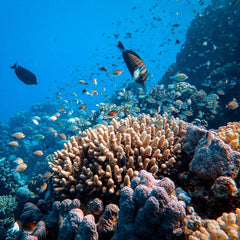 Nobel-winning stock market theory used to help save coral reefs