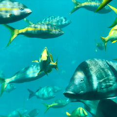 How bond markets can prevent overfishing