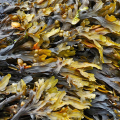 Methane-Busting Seaweed Farms on Track for 2021 Production