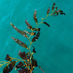 How scientists are working to restore the world’s embattled kelp forests