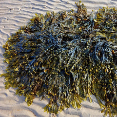 Seaweed biotech facility opens in New Zealand
