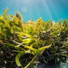 Seagrasses Turn Back the Clock on Ocean Acidification
