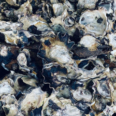 Native oyster reintroduction set to double biodiversity