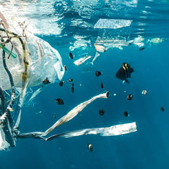 Plastic ingestion by marine fish is widespread and increasing
