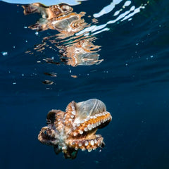 New David Attenborough film trailer showcases "most important place on Earth"