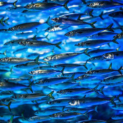 Investing in Aquaculture: Opportunities, Challenges and the Path to Sustainable Growth
