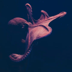 My Octopus Teacher Oscar Win Raises Profile of Unique African Kelp Forest