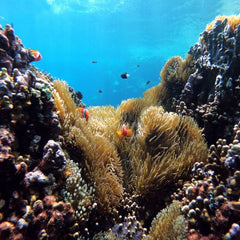 Coral reefs are facing their own pandemic -- but we have a survival guide