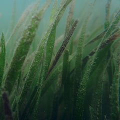 This Seagrass Traps Marine Plastic