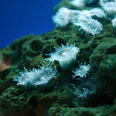 Algae sex could save corals from climate change