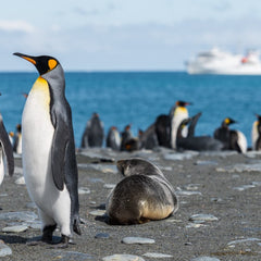 Antarctica’s unique ecosystem is threatened by invasive species ‘hitchhiking’ on ships