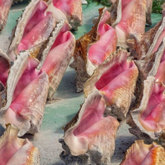 The Bahamas’ Conchs Have Undergone Serial Depletion