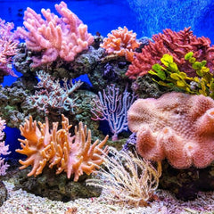 Genetics Could Protect Coral Reefs from Global Warming