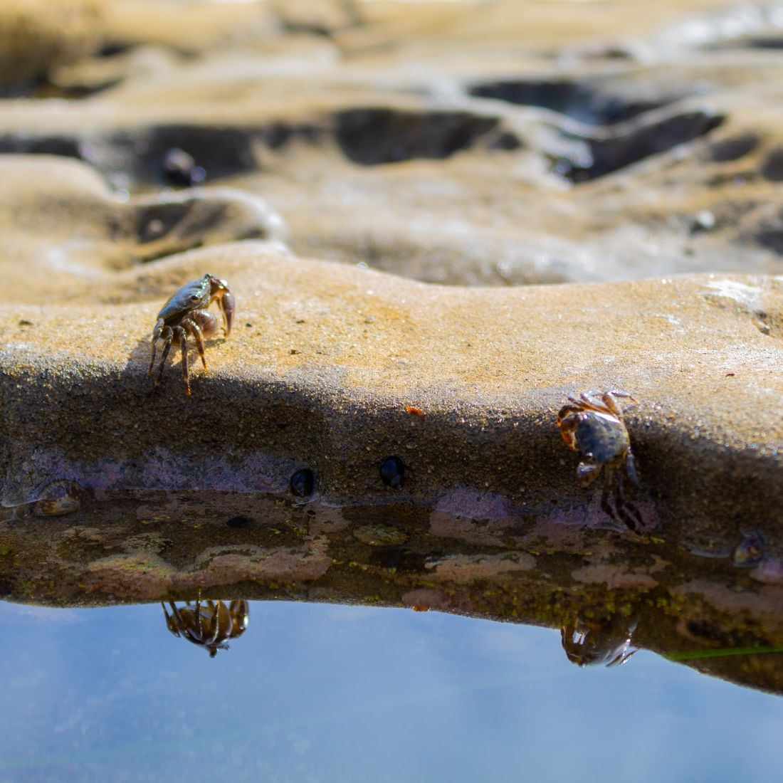 Mapping of undersized fish, crustaceans may help sustainable fishing e ...