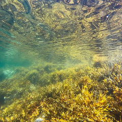 A U.K. startup is building the world’s largest algae farm that each year will capture CO2 equal to the emissions of 8,000 cars