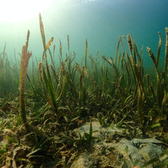 Why Seagrass Could Be the Ocean's Secret Weapon Against Climate Change