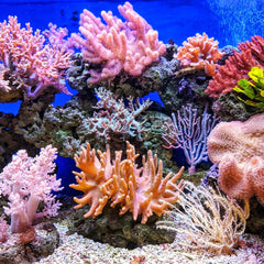 Interactive Article: Status of the Worlds Coral Reefs